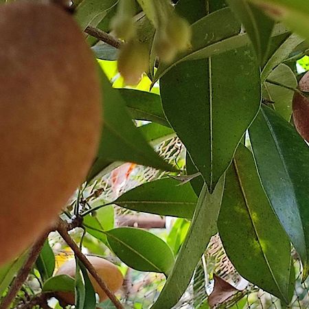 Vivaresidence Homestay Alappuzha Buitenkant foto