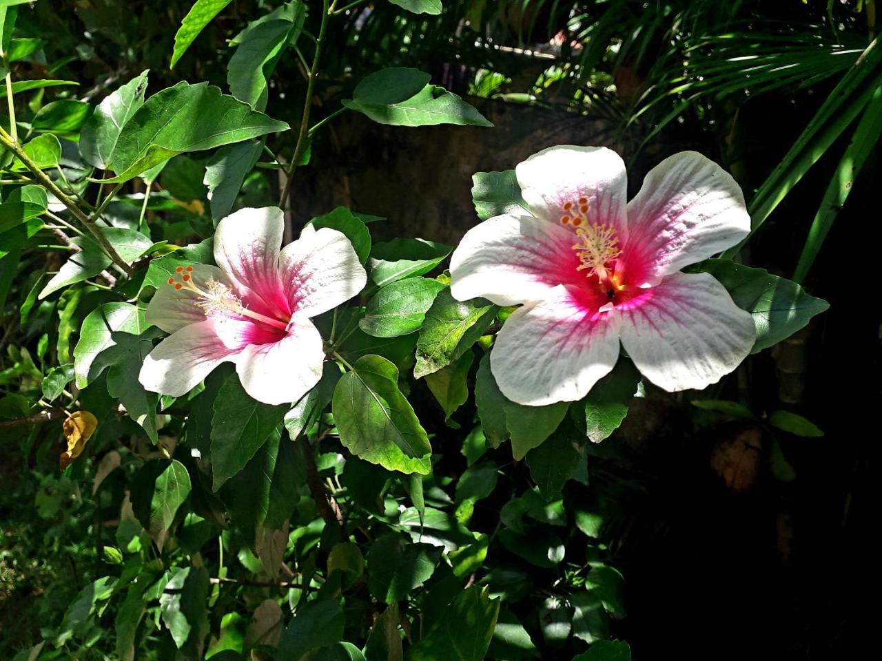 Vivaresidence Homestay Alappuzha Buitenkant foto
