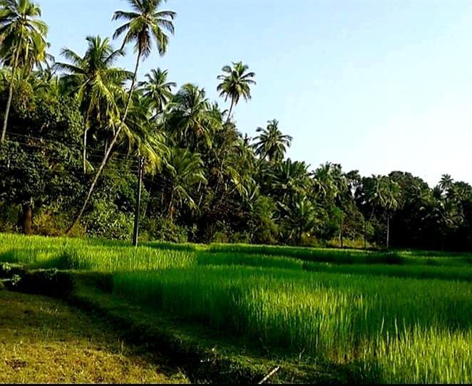 Vivaresidence Homestay Alappuzha Buitenkant foto