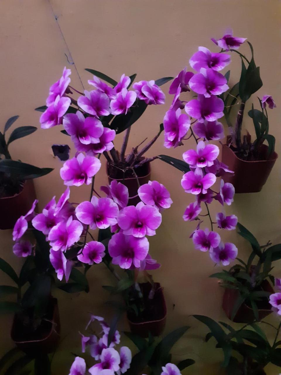 Vivaresidence Homestay Alappuzha Buitenkant foto